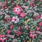1 Yard Italian Silk Cotton Metallic Brocade Fabric for Dress and Gown 58/60 Inches Wide